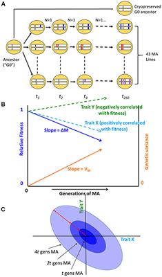 Network Architecture and Mutational Sensitivity of the C. elegans Metabolome